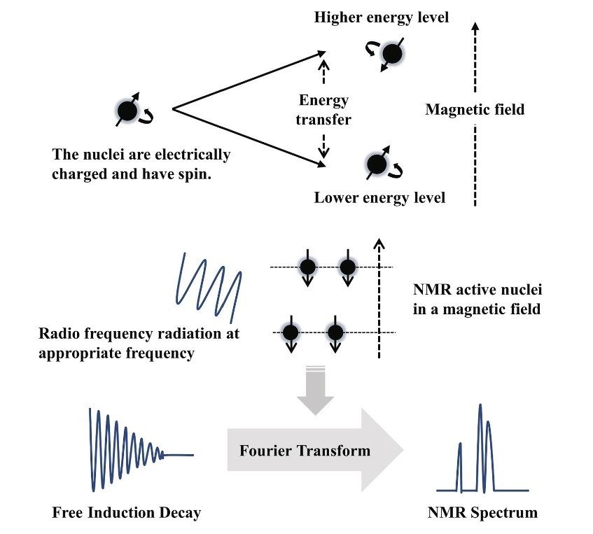 The principle of NMR: based on the interaction of atomic nuclei with an external magnetic field and radio frequency radiation.