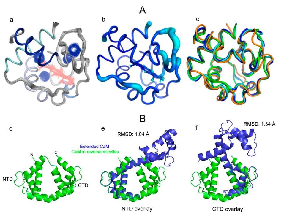 Solution NMR structures of cytochrome c and calmodulin.