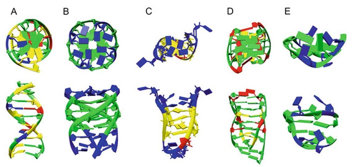 Solution NMR structures of DNA (secondary), B-DNA, G-quadruplex, i-motif, AGCGA-quadruplex, and G-hairpin.