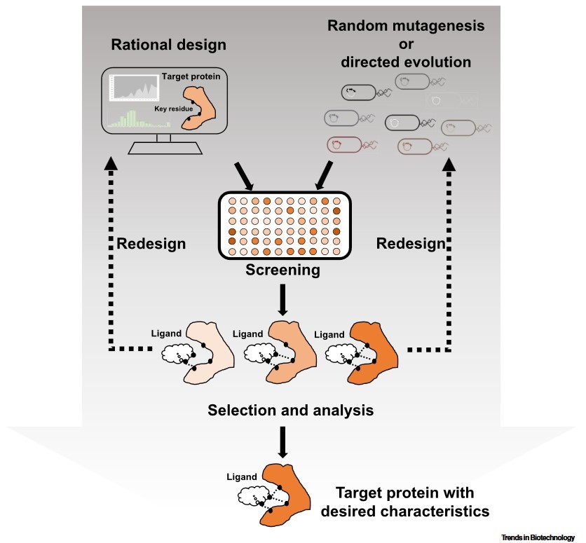 General protein engineering workflow: rational design or random mutagenesis/directed evolution, screening, redesign, selection, analysis, and obtaining the target protein with the desired properties.