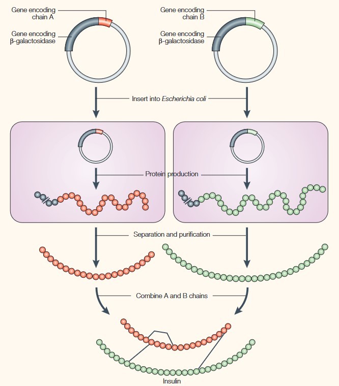 Example of a modified protein produced using protein engineering technology—insulin.