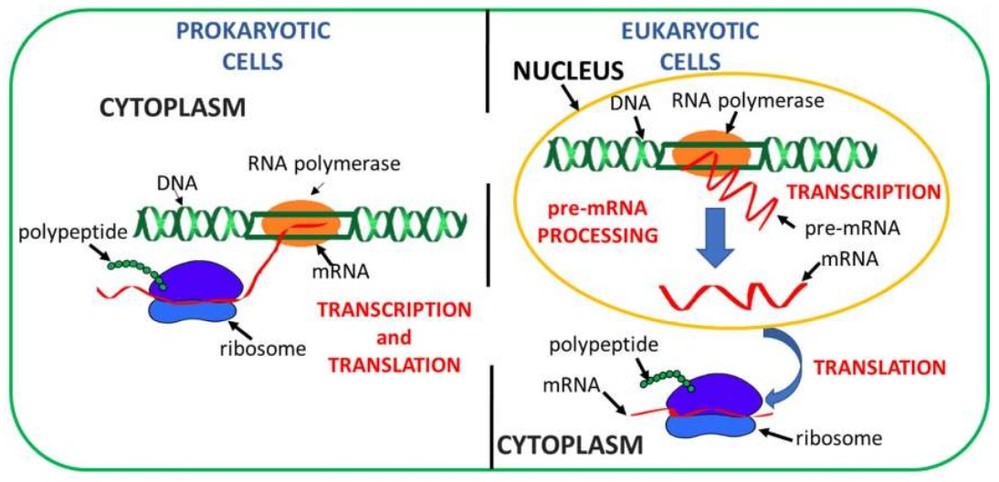 Protein Synthesis in Prokaryotes vs. Eukaryotes: What’s the Difference?