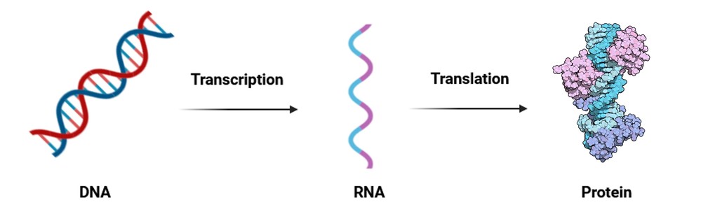 Genetic information passes from DNA to RNA to proteins.