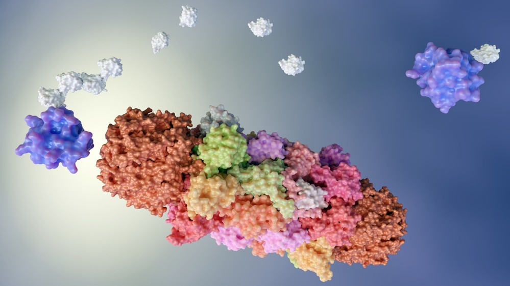 Protein Degradation Pathways and Analytical Techniques