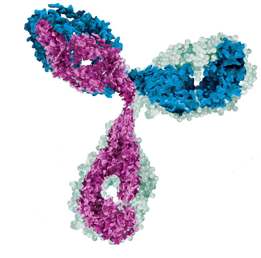 Antibody Basics Guide