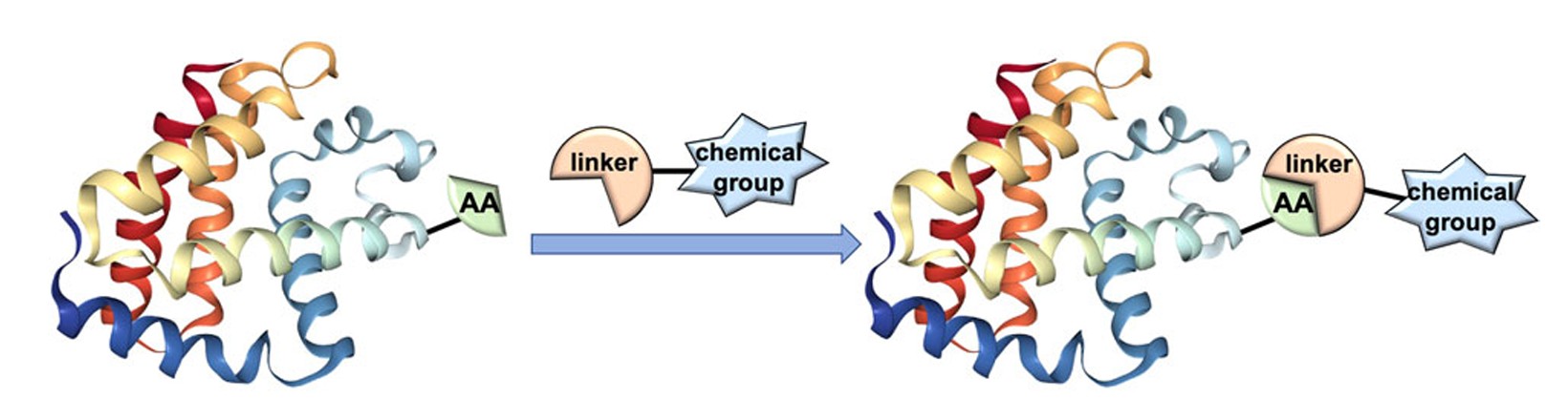 Bioconjugation: Principles, Techniques, and Applications in Structural Biology