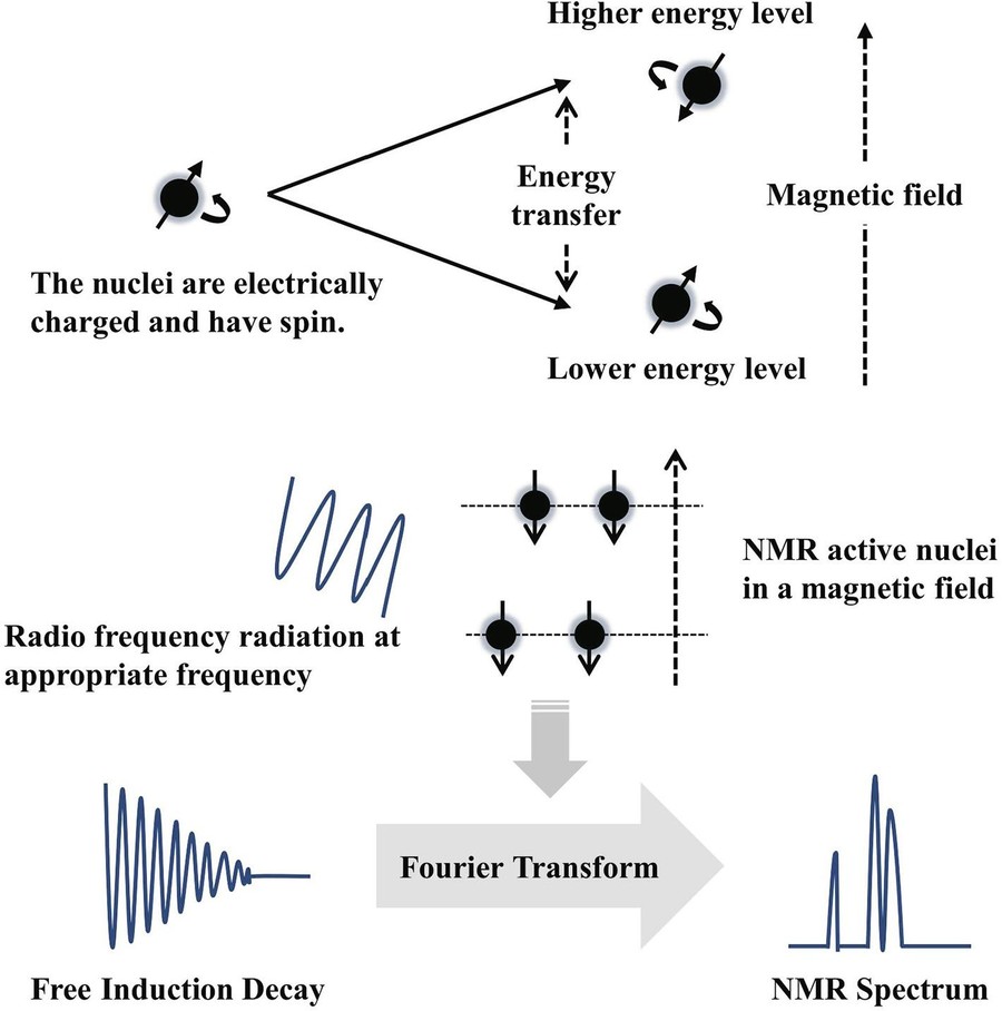 Principle of NMR: nuclear spins in an external magnetic field.