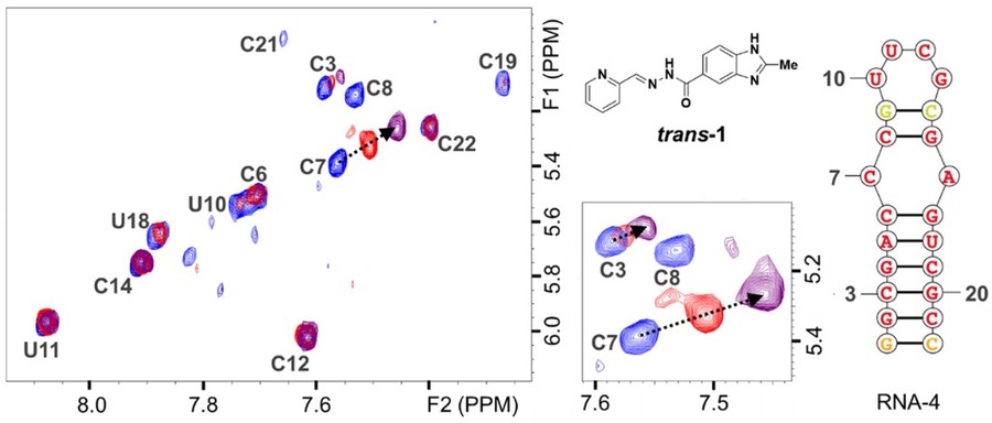 2D TOCSY NMR used to characterize the RNA oligonucleotide.