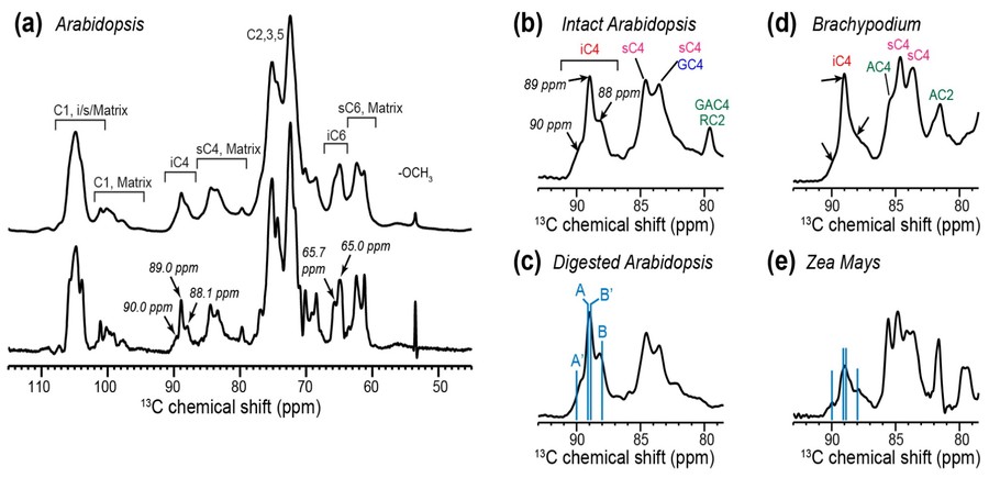 1D cross-polarization magic angle spinning NMR spectra of primary cell walls at high magnetic fields.