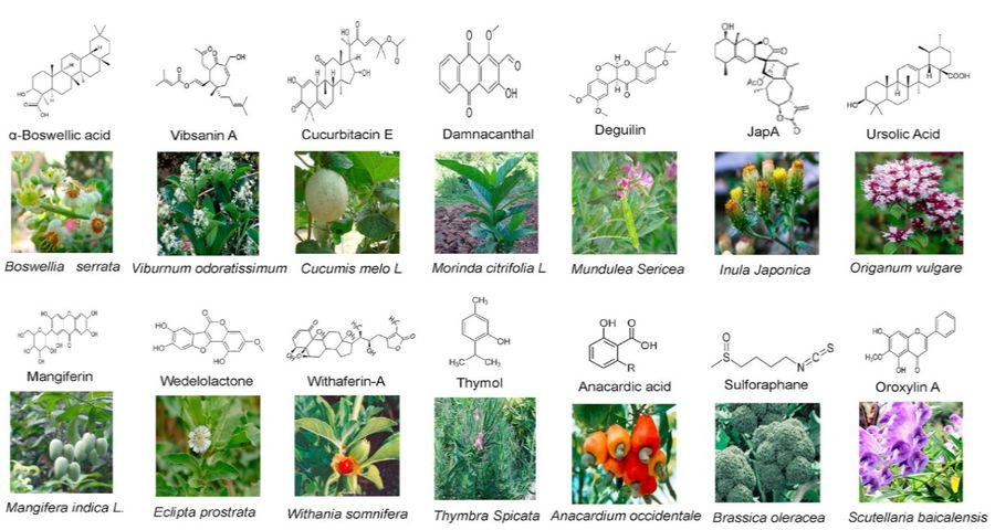 Examples of various natural compounds: α-boswellic acid, vibsanin A, cucurbitacin E, and more.