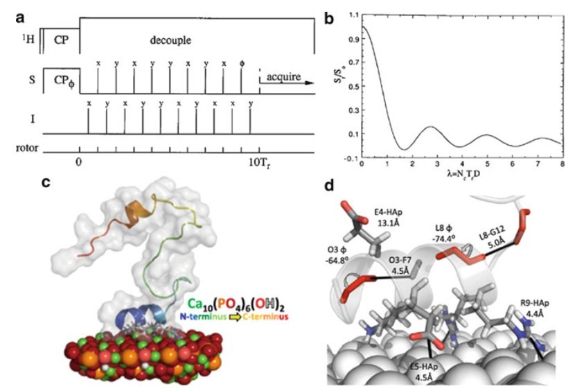 Using REDOR (Rotational-Echo Double Resonance) to determine the binding of statherin to a hydroxyapatite surface.