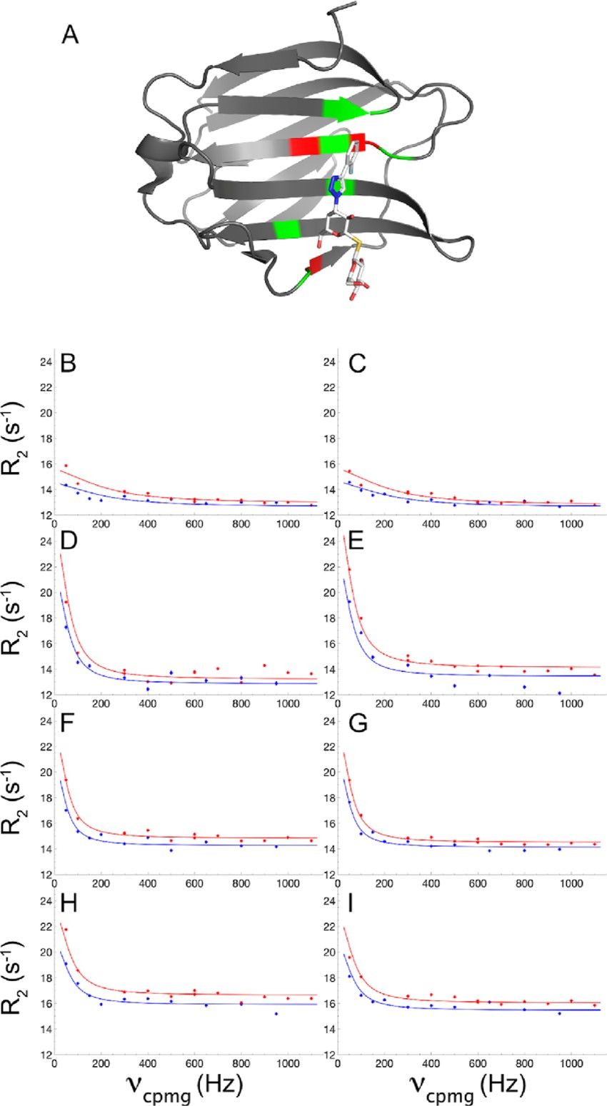 Cosolvent dimethyl sulfoxide influences protein-ligand binding kinetics via solvent viscosity effects.
