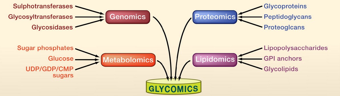 Glycomic complexity caused by genomics, proteomics, metabolomics, and lipidomics.