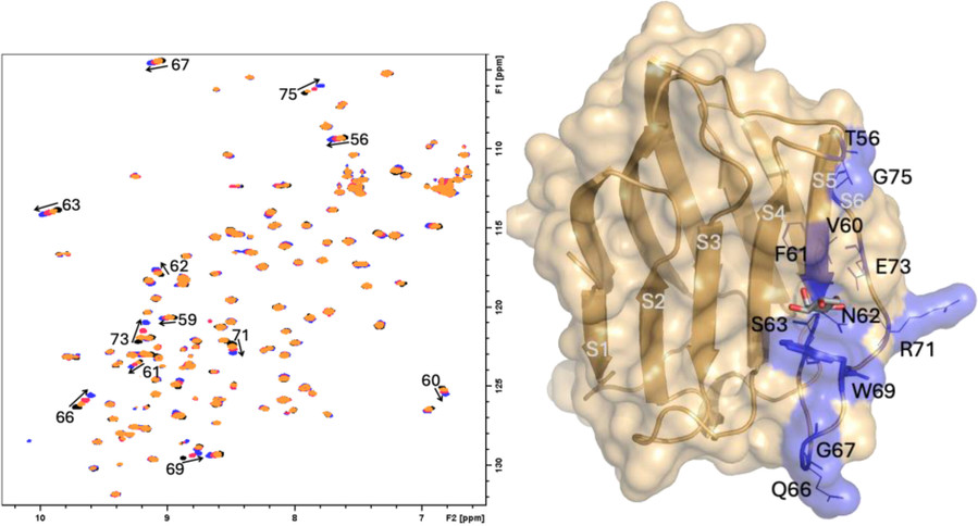 HSQC-NMR is used to study the interaction between galectin-7 and a glycomimetic ligand.