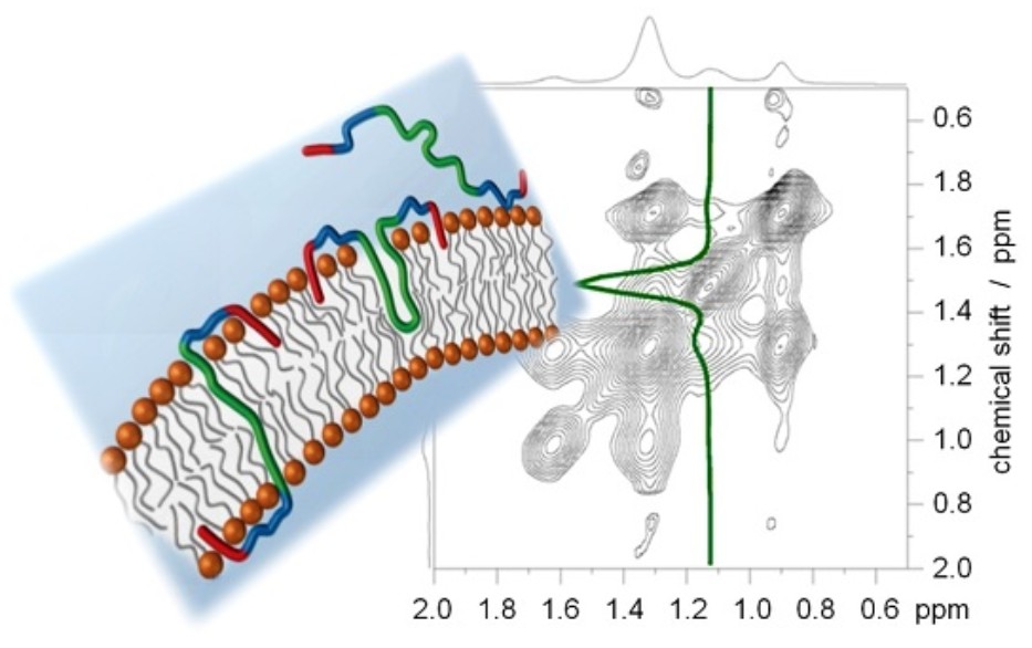 Solid-state NMR spectroscopy for the study of lipid membranes with polyphilic guest (macro)molecules.