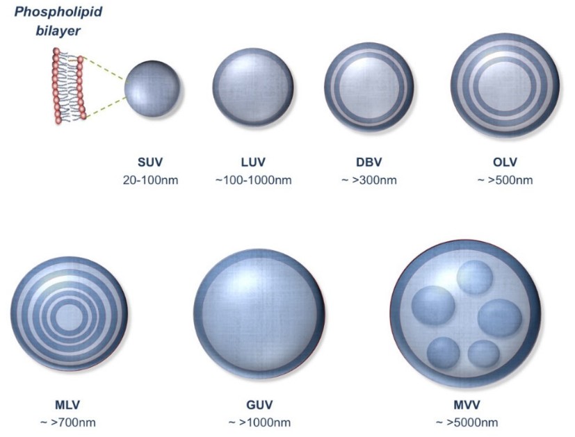 Different types of lipid vesicles: SUV, LUV, DBV, OLV, MLV, GUV, and MVV.