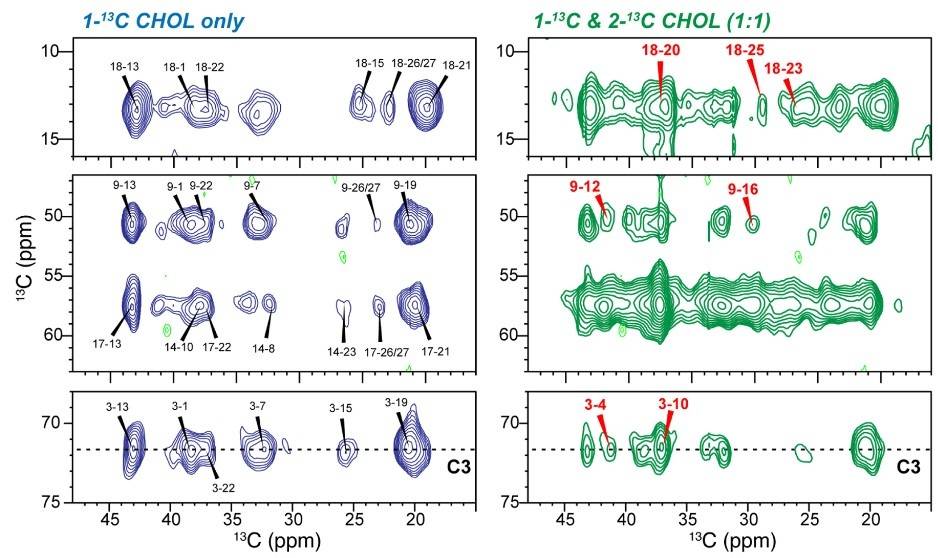 Direct observation of cholesterol dimers and tetramers in lipid bilayers.