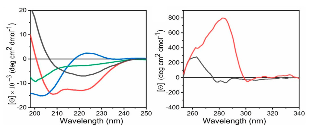 Far-UV and near-UV CD spectra showing secondary and tertiary structure signatures in proteins with different residues.