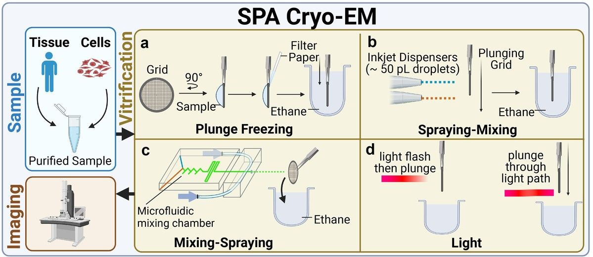 Single Particle Cryo-EM vs Cryo-ET