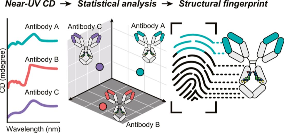 Statistical near-UV CD analysis reveals unique spectral fingerprints for 14 therapeutic monoclonal antibodies.