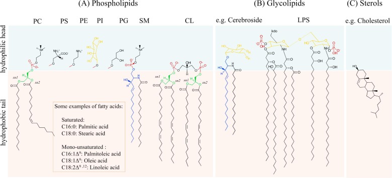 Figure 1. Illustration of a lipid bilayer comprising amphipathic lipids including phospholipids, glycolipids, and terpene-derived lipoids.