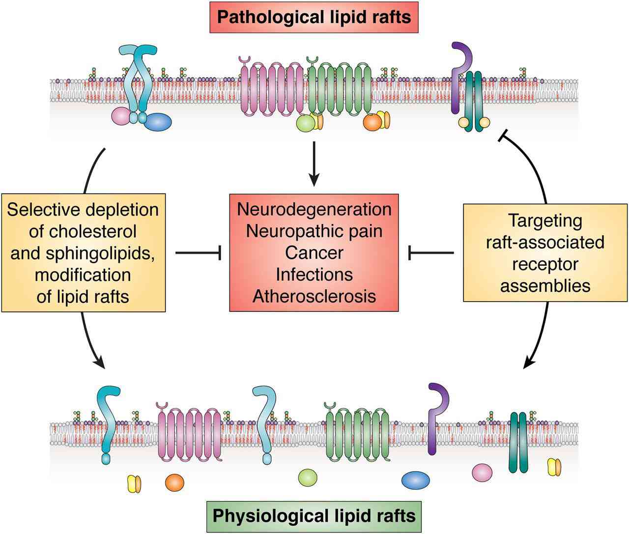 Figure 3. Targeting lipid rafts for therapy.