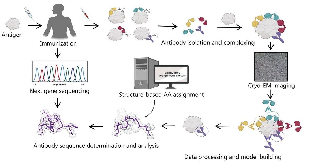 Single Particle Cryo-EM Overview
