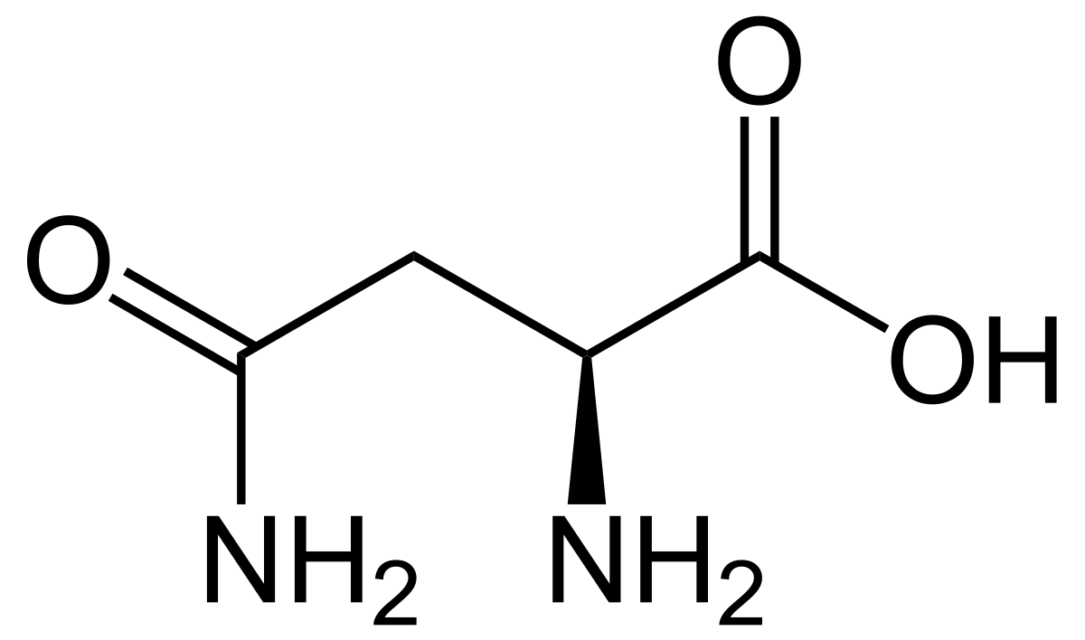 Asparagine