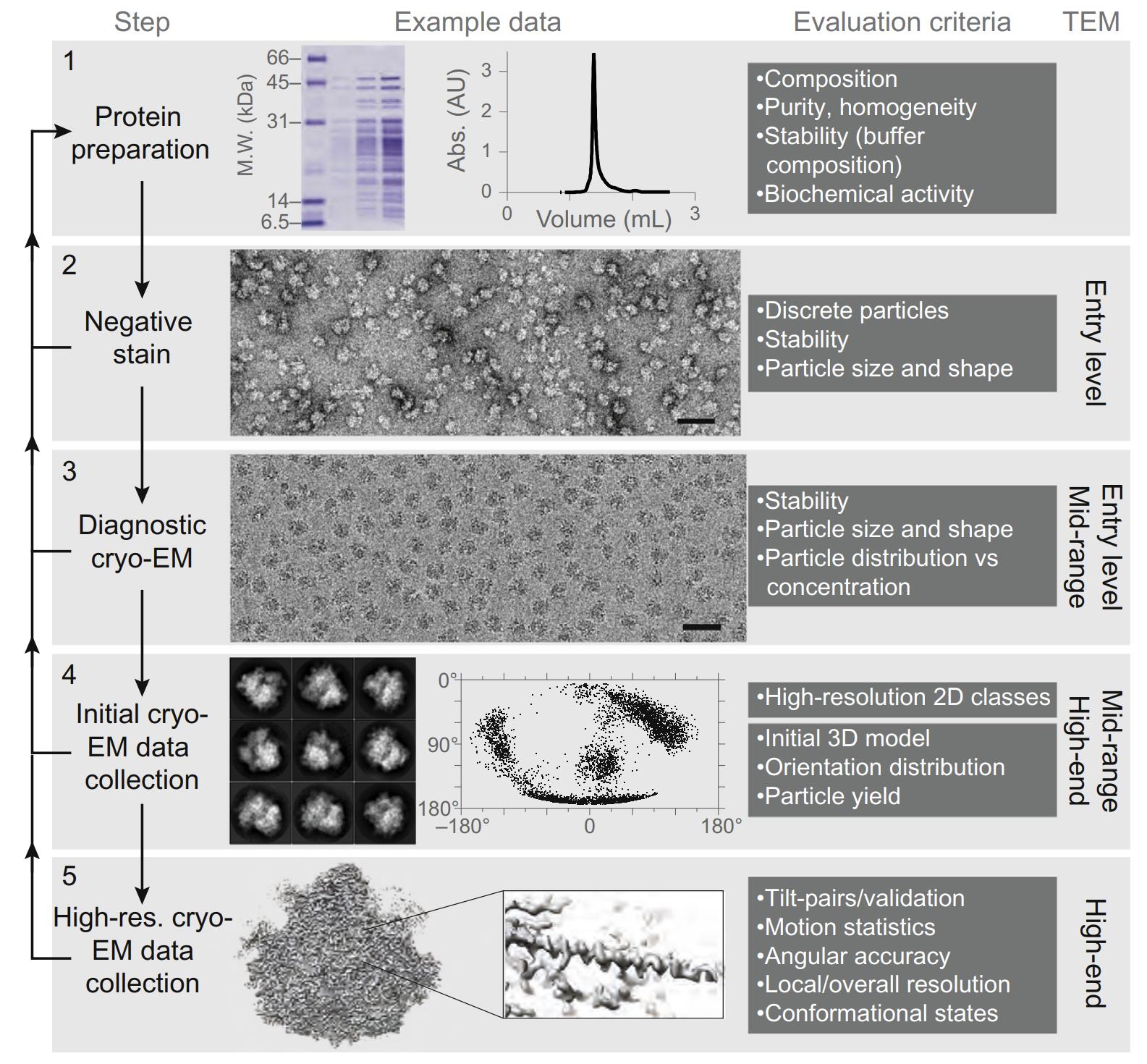 Negative Staining vs Cryo-EM