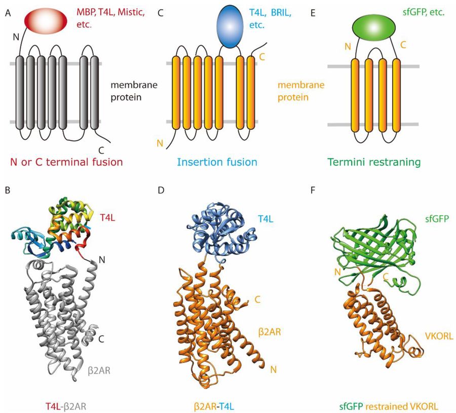 Common Problems in Protein X-ray Crystallography and How to Solve Them