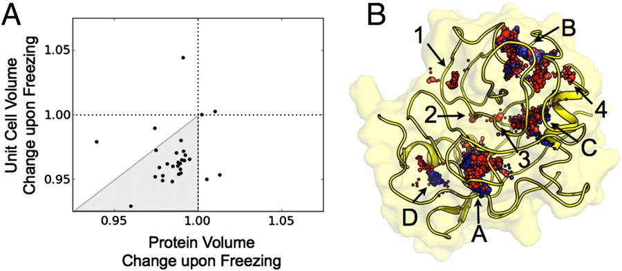 Cryocooling reduces unit-cell and protein volume, alters crystal packing, and reveals temperature-specific structural defects.