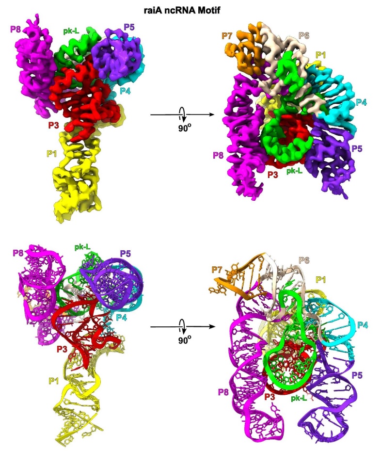 Cryo-EM Applications in Structural Biology