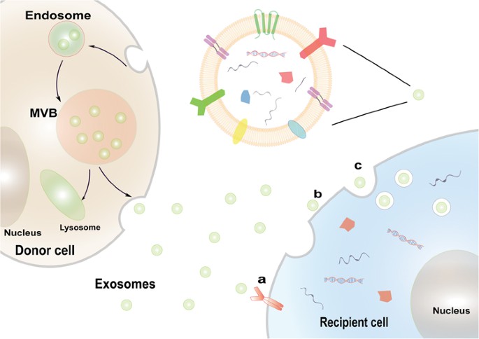 Active Exosome Isolation Service