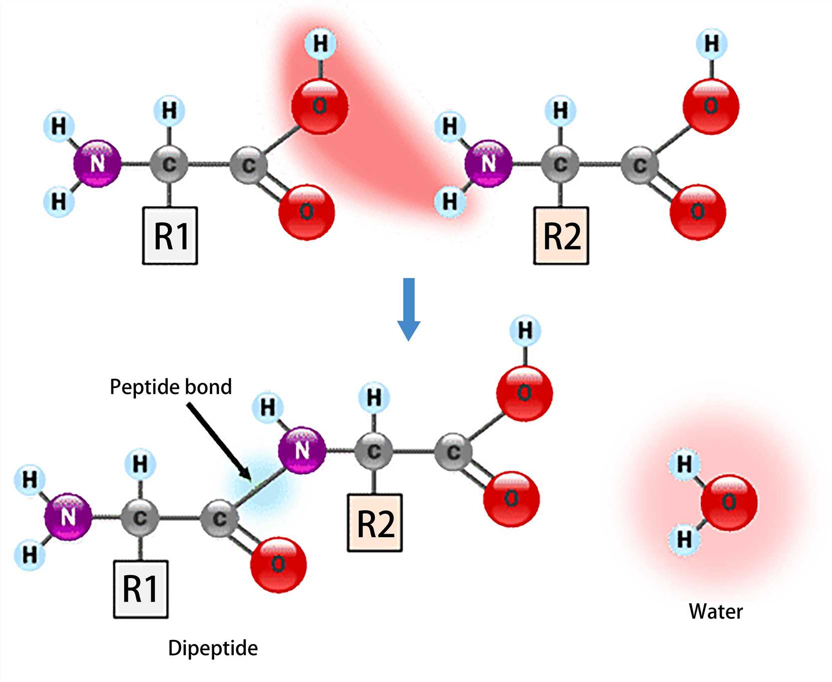 Amino acid classification.