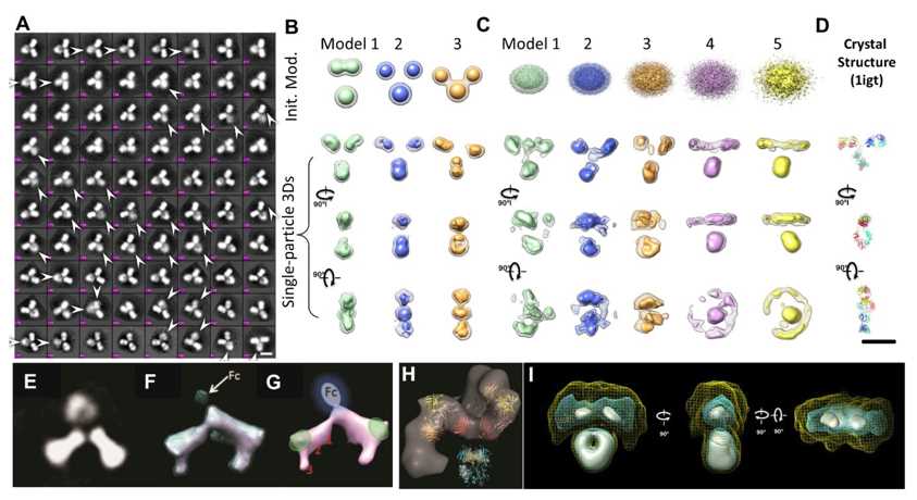 Cryo-electron microscopy (cryo-EM) for imaging protein