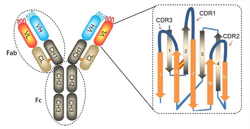 The structure of an antibody molecule.