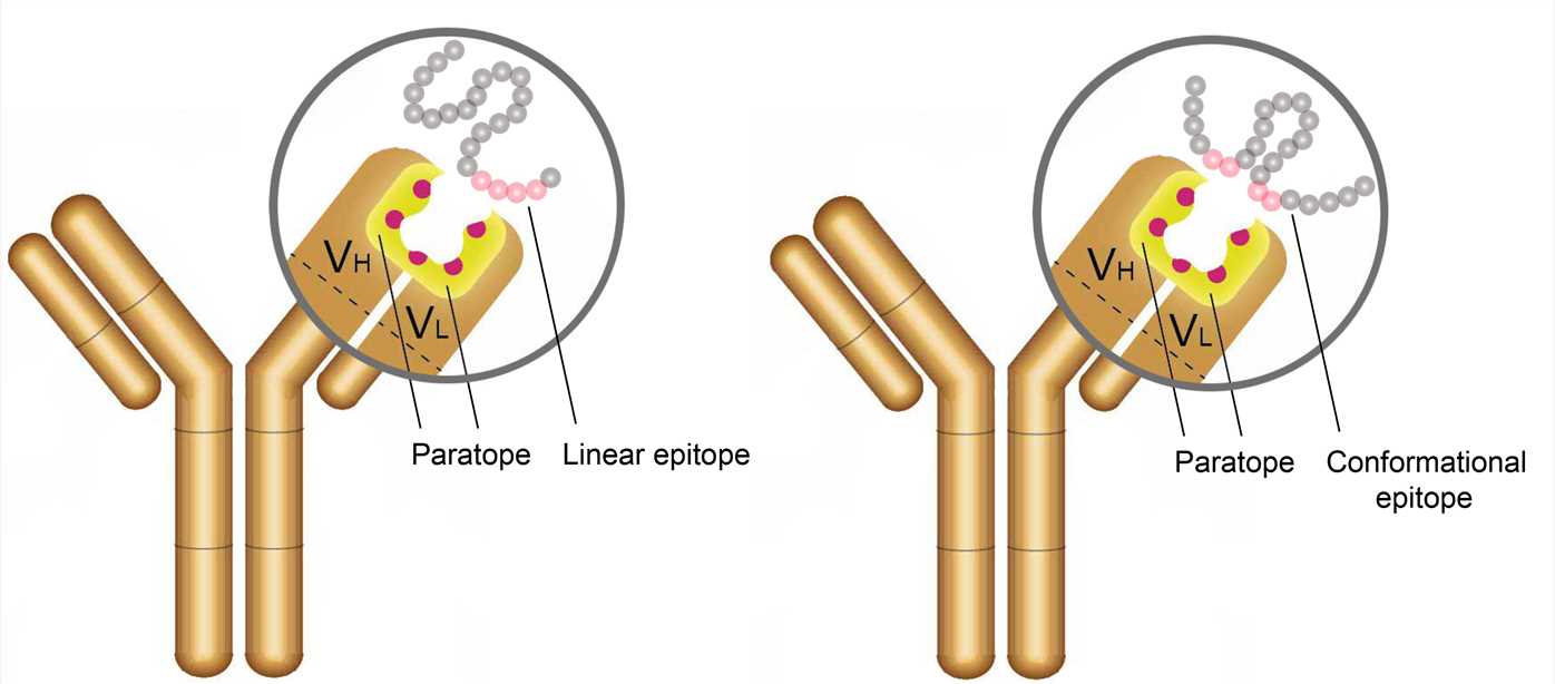 The antigenic epitope and paratope.