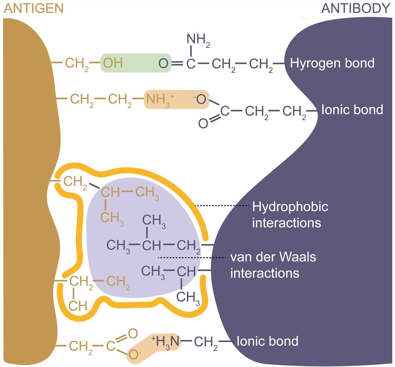 Forces involved in antigen-binding.