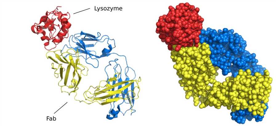Structure of Fab fragment bound to lysozyme.