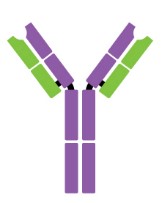 IgD monomer