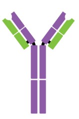 IgE monomer