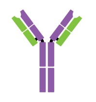 IgG monomer