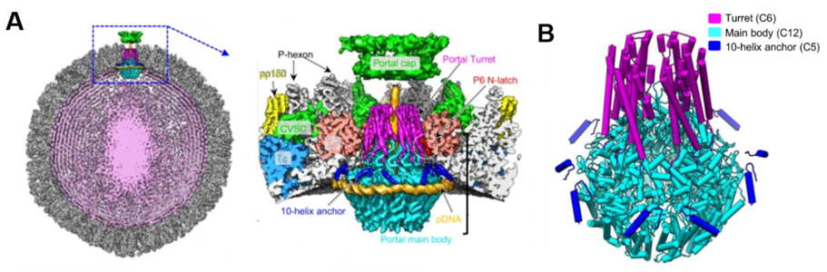 Cryo-EM structure of HCMV nucleocapsid and HCMV portal apex, HCMV portal in situ structure model (B) 