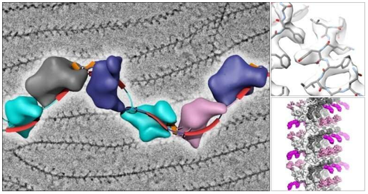 Cryo-EM