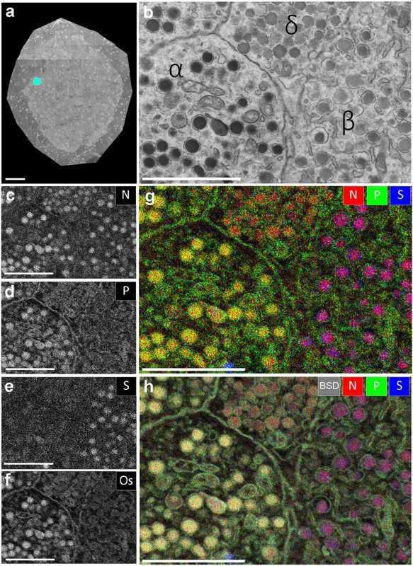 Cryo-EM for Subcellular Organelles