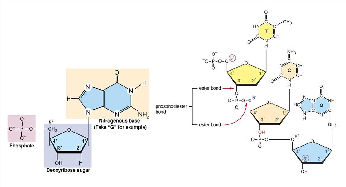 The composition of deoxyribonucleotide and phosphodiester bond.