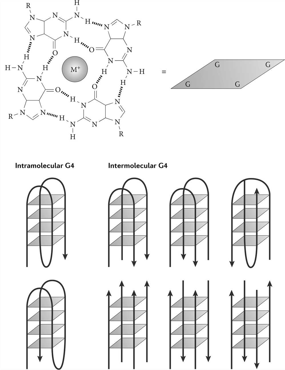 G-quadruplex structure.