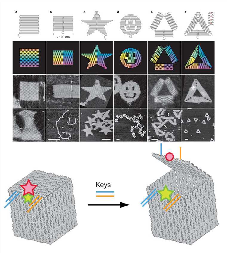 DNA origami shapes and nanoscale DNA box.