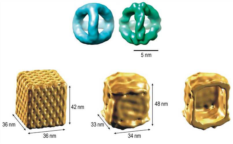 3D density maps of the DNA tetrahedron and nanoscale DNA box revealed by Cryo-EM reconstruction.