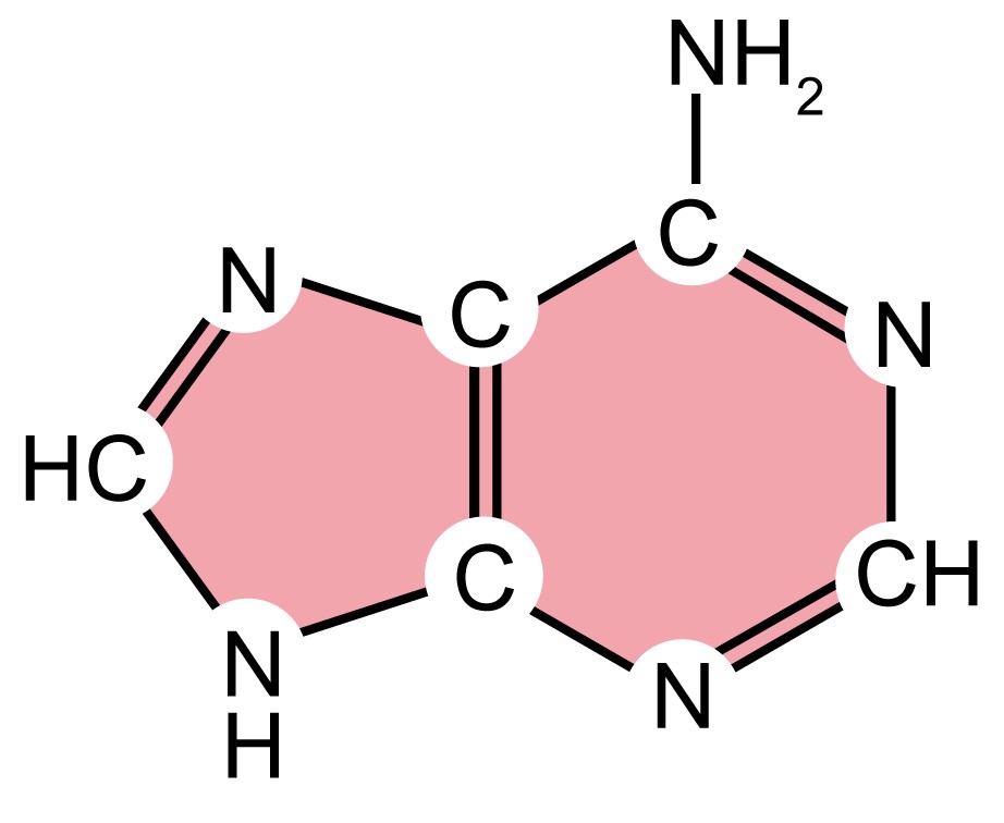 DNA Structure